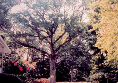 Eco-Friendly Living: How to Protect Trees During Construction